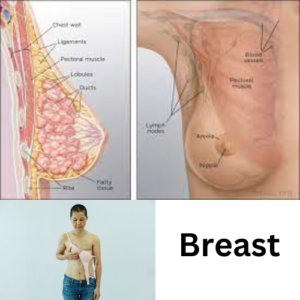 The Breast