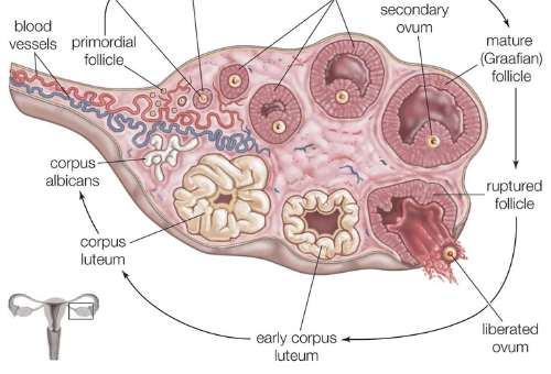 The Ovary.