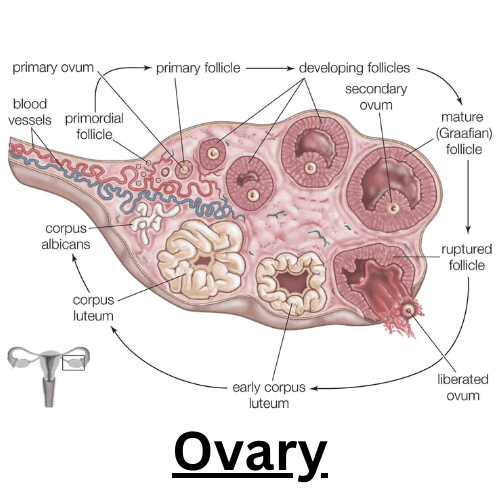 The Ovary.