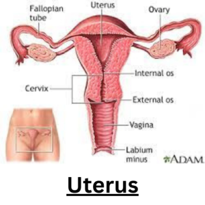 The Uterus