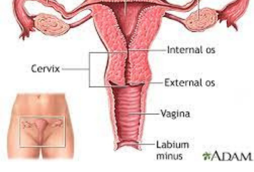 The Uterus