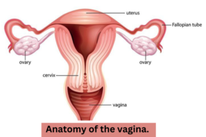 Vagina