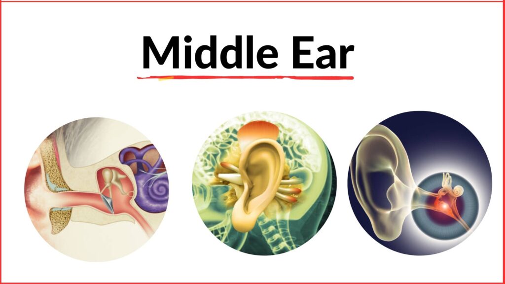 Middle ear