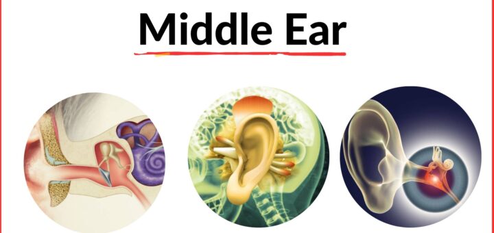 Middle ear